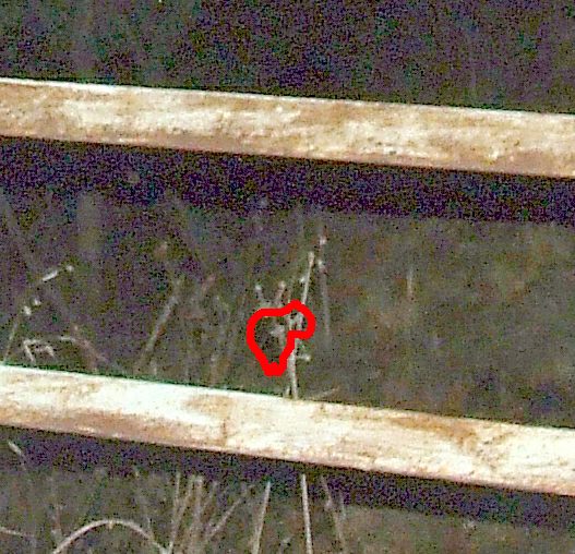Pantera in Irpinia?