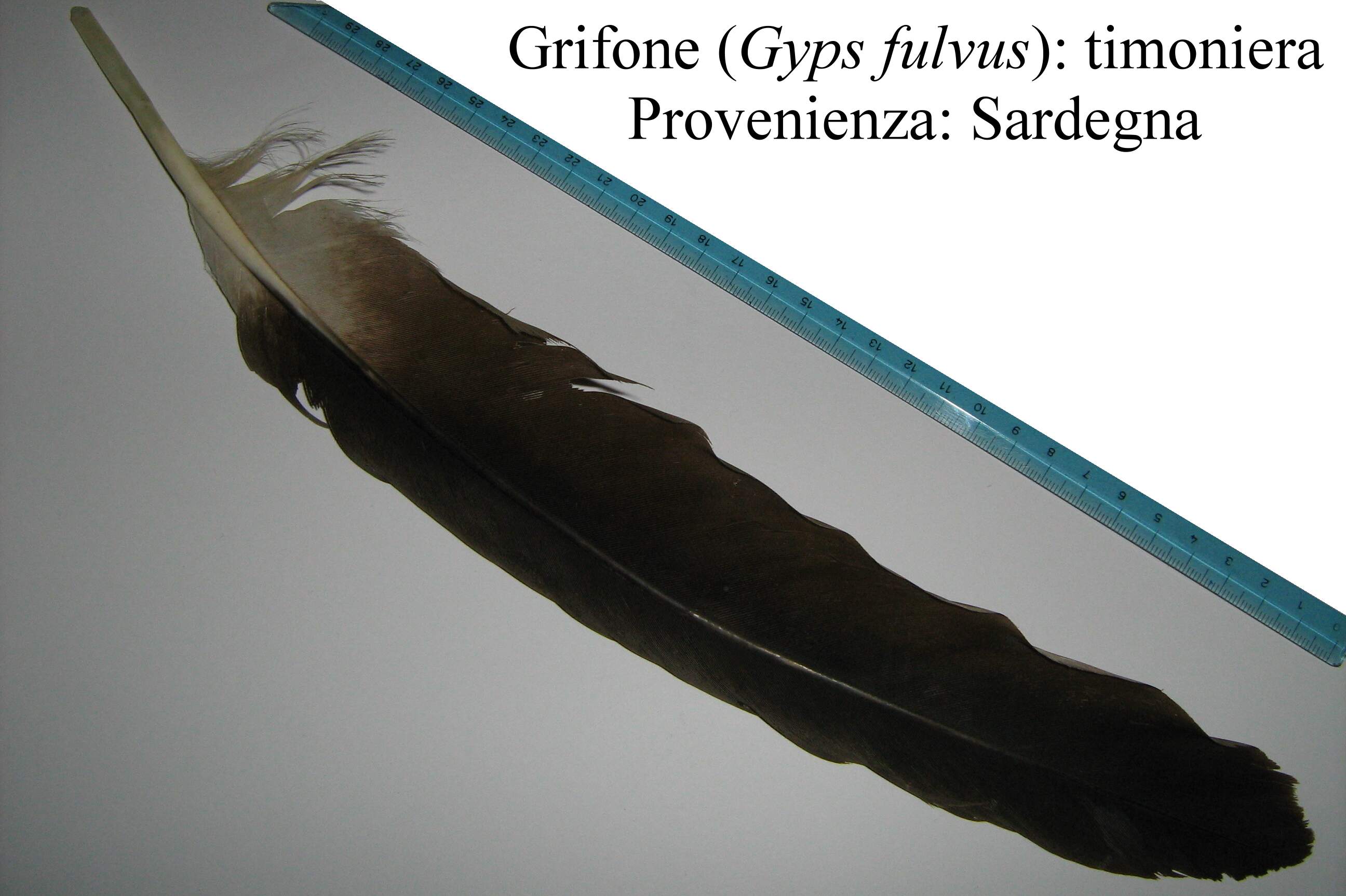 Penne e piume: Grifone Gyps fulvus