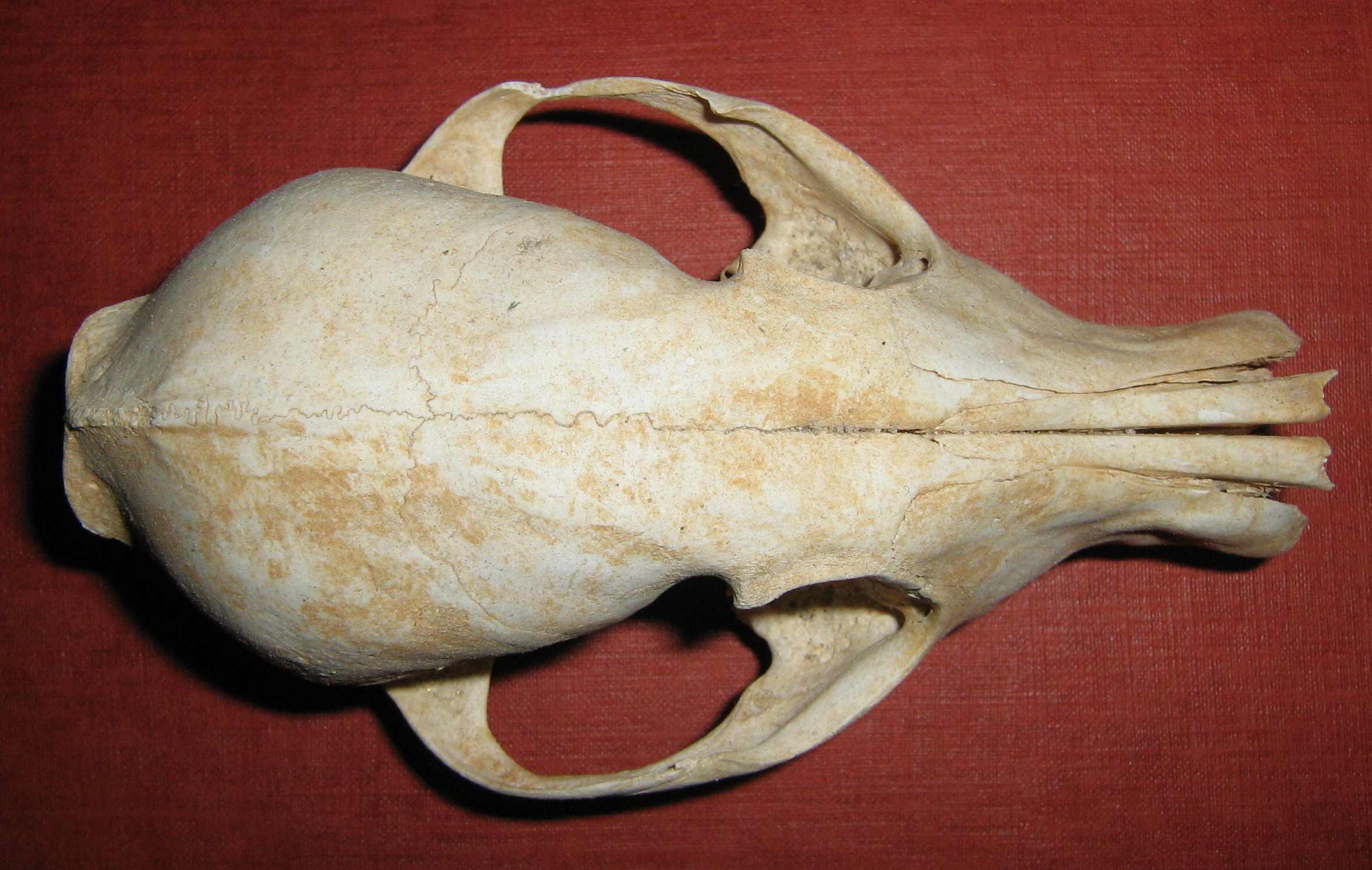 Cranio: Volpe