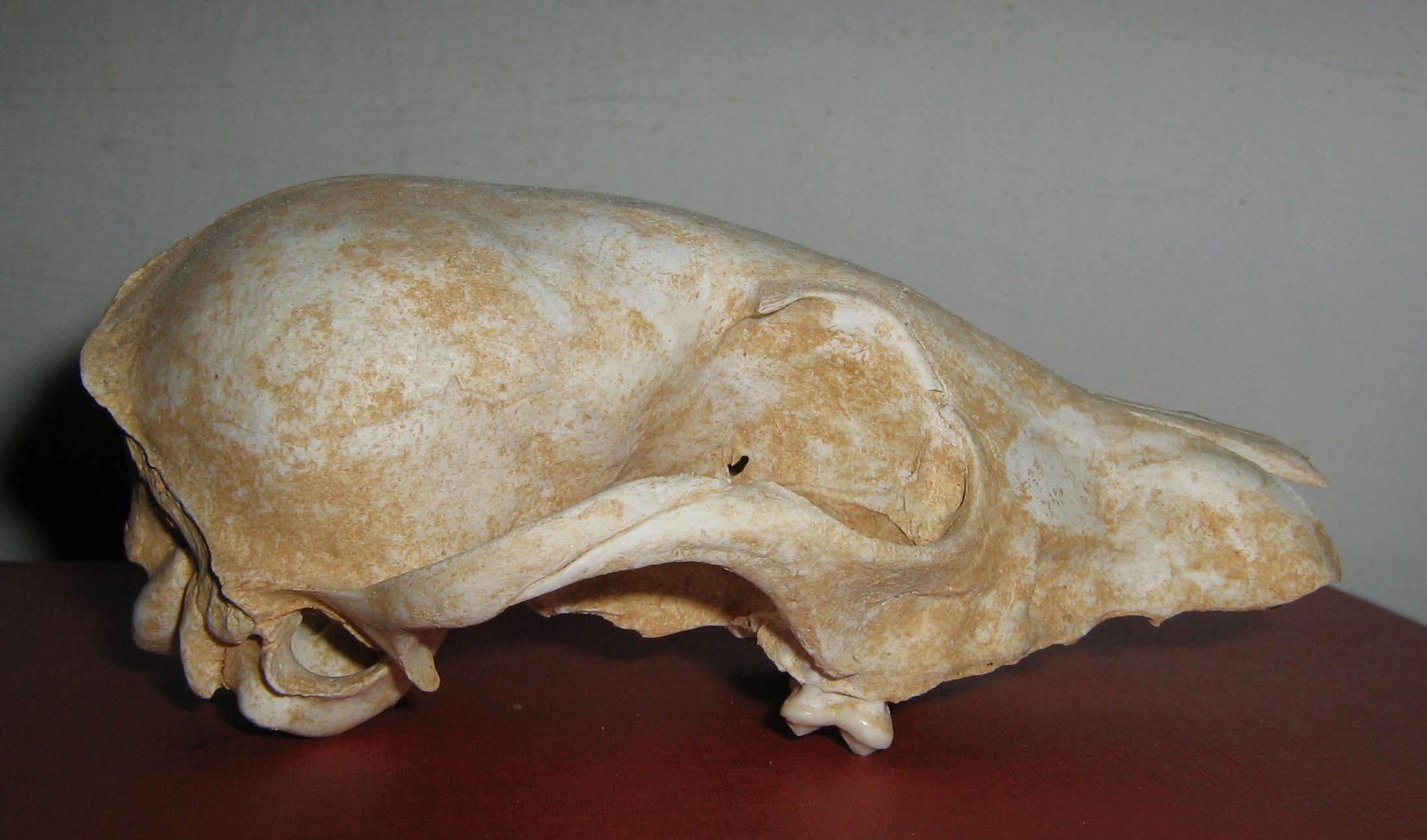 Cranio: Volpe