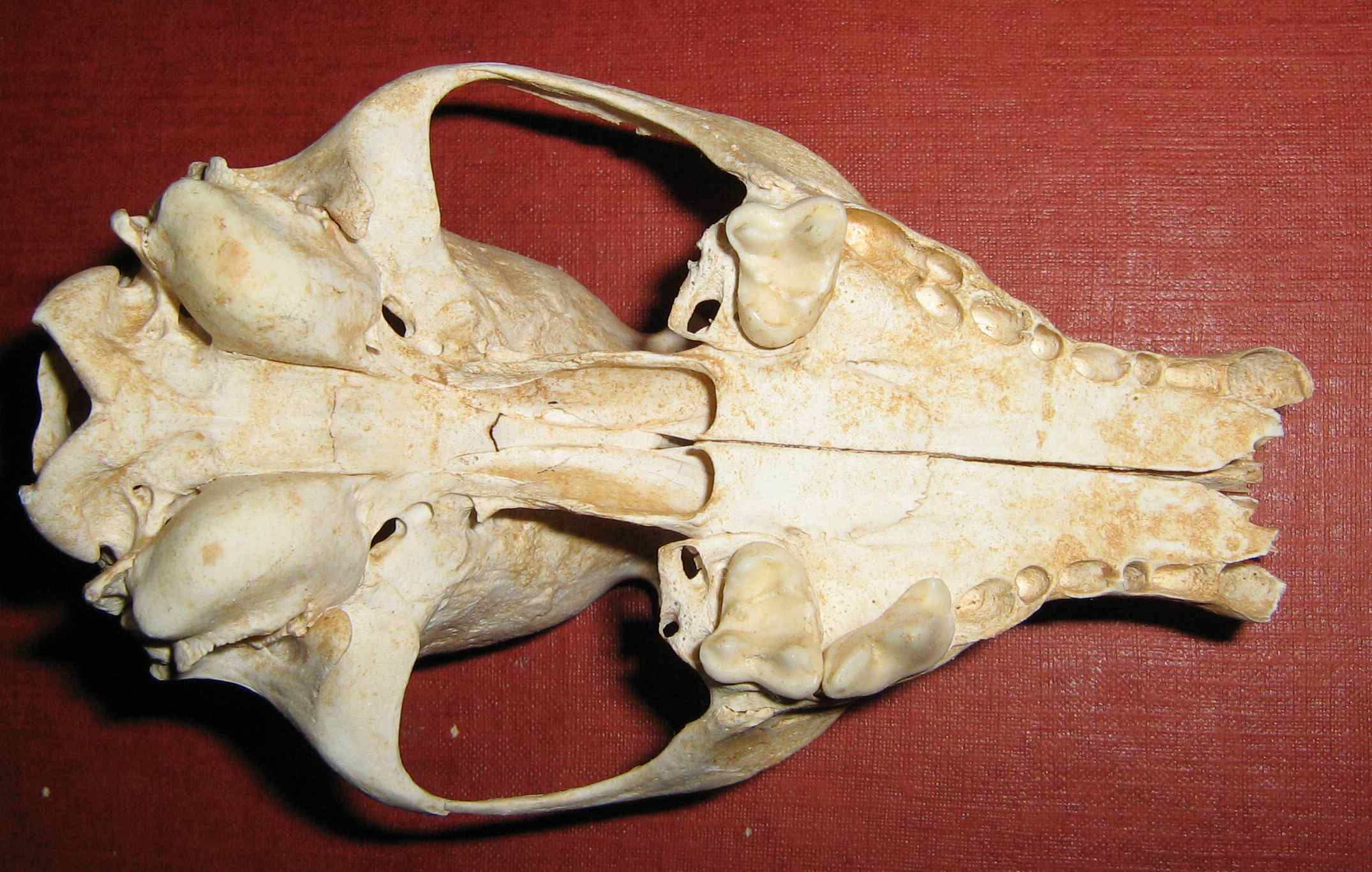 Cranio: Volpe