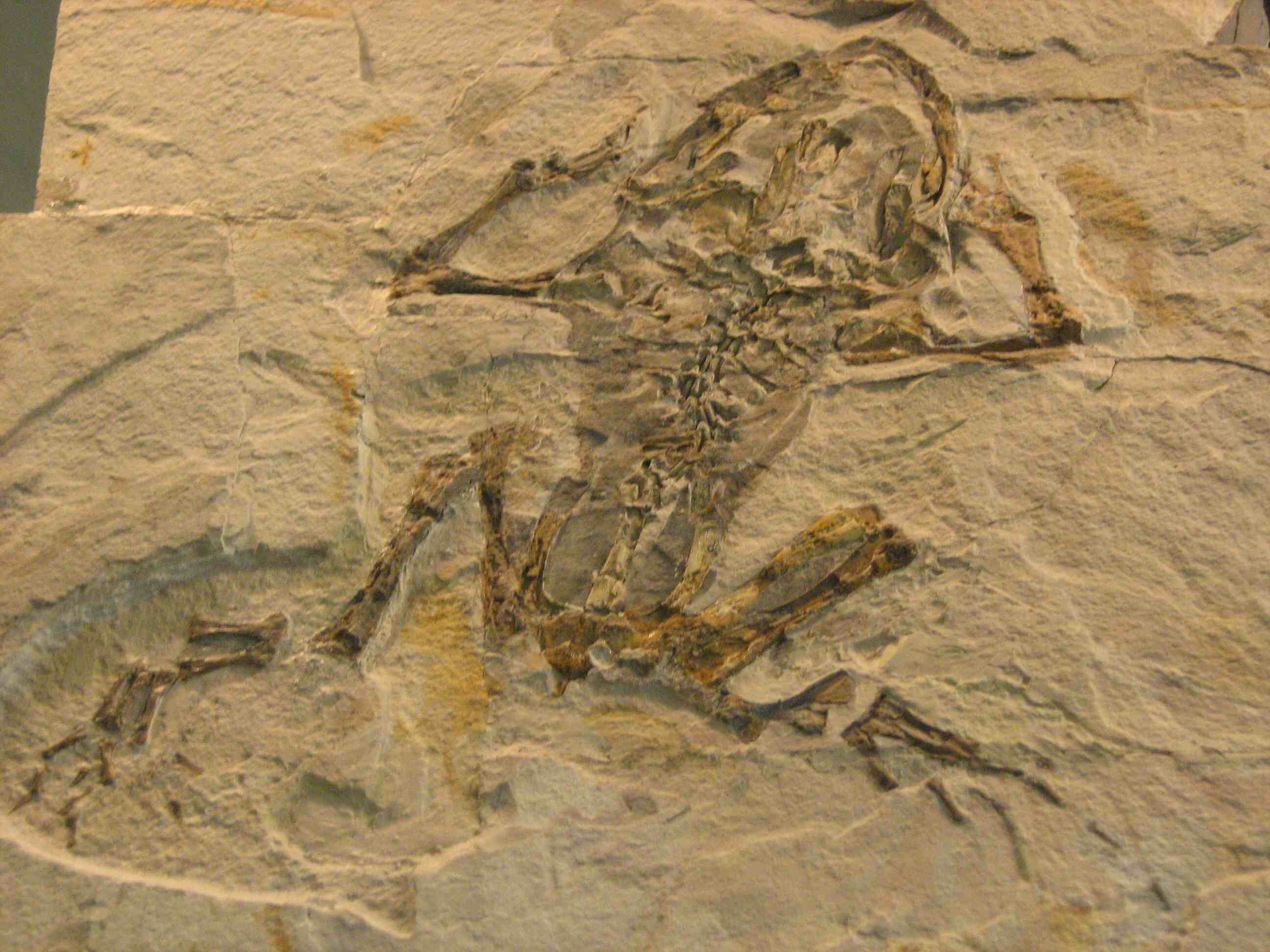 Anuri miocenici