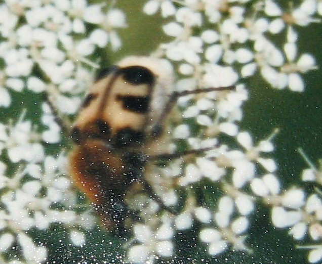 Da una vecchia foto... Trichius fasciatus