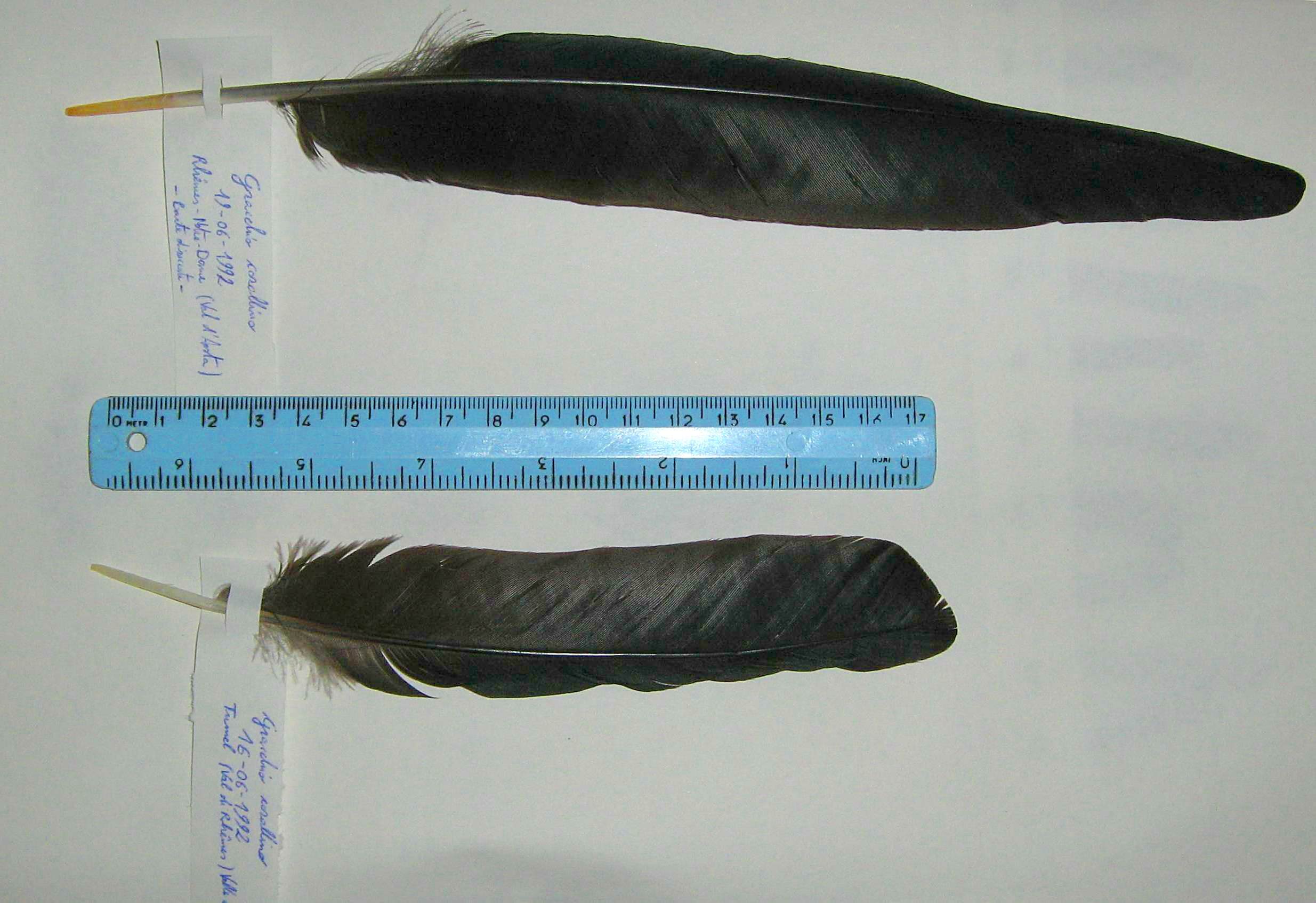 Gracchio corallino / Pyrrhocorax pyrrhocorax