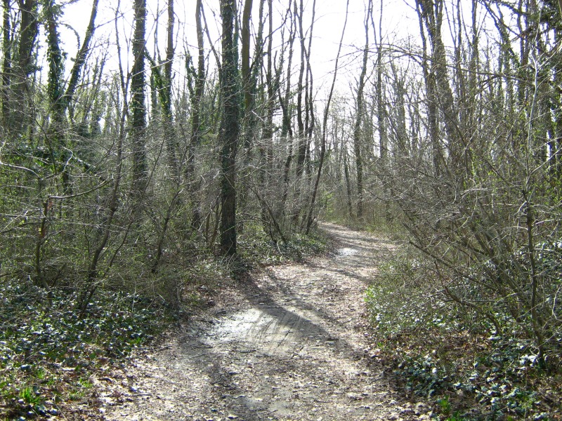 Il Bosco di S. Anselmo (con aggiornamenti)