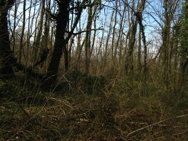 Il Bosco di S. Anselmo (con aggiornamenti)