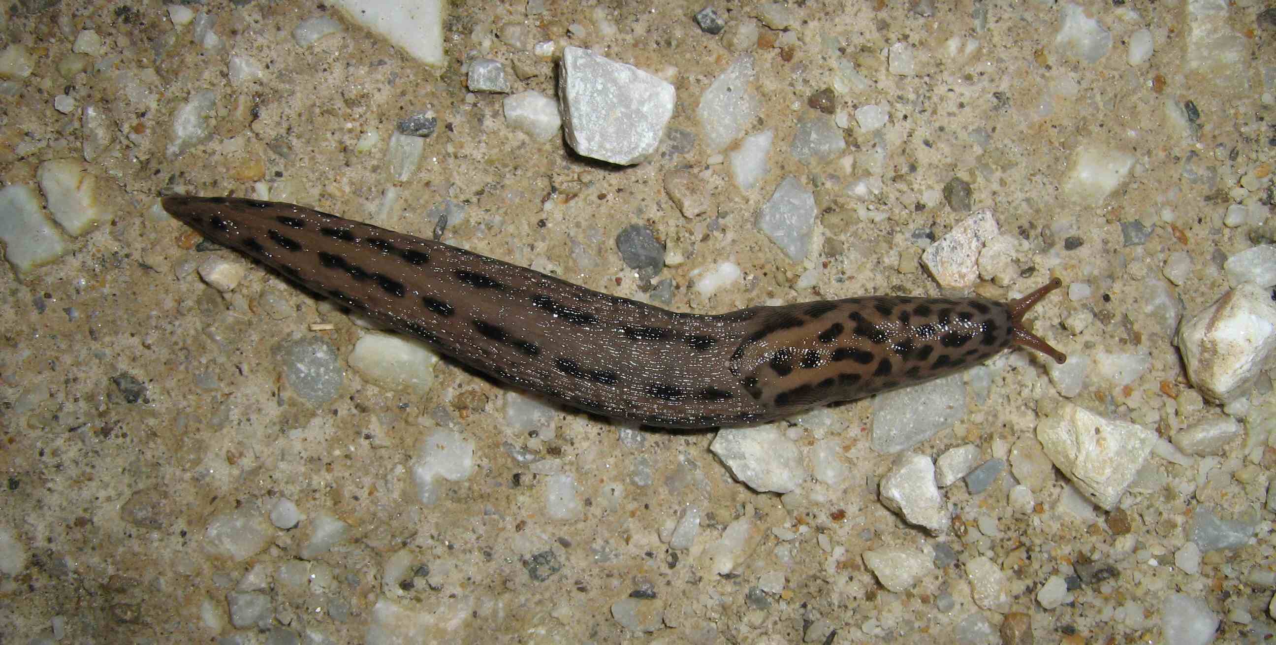 Limax maximus da Cuneo (Piemonte)