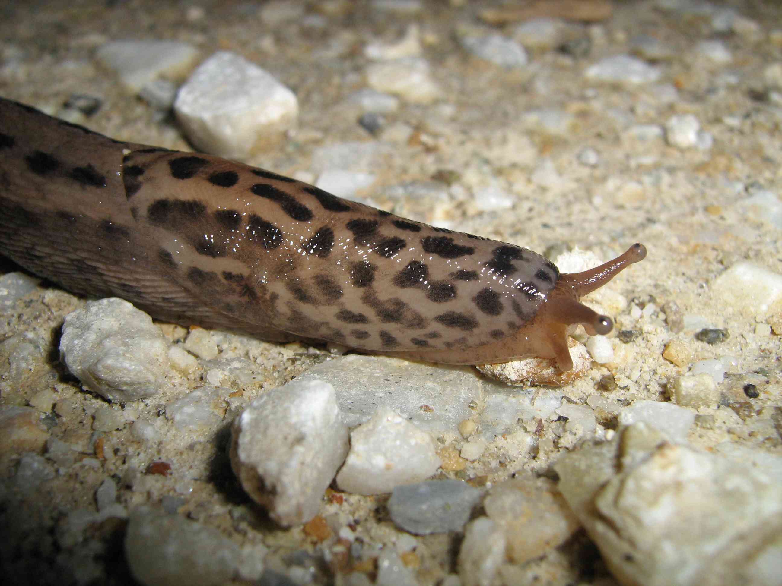 Limax maximus da Cuneo (Piemonte)