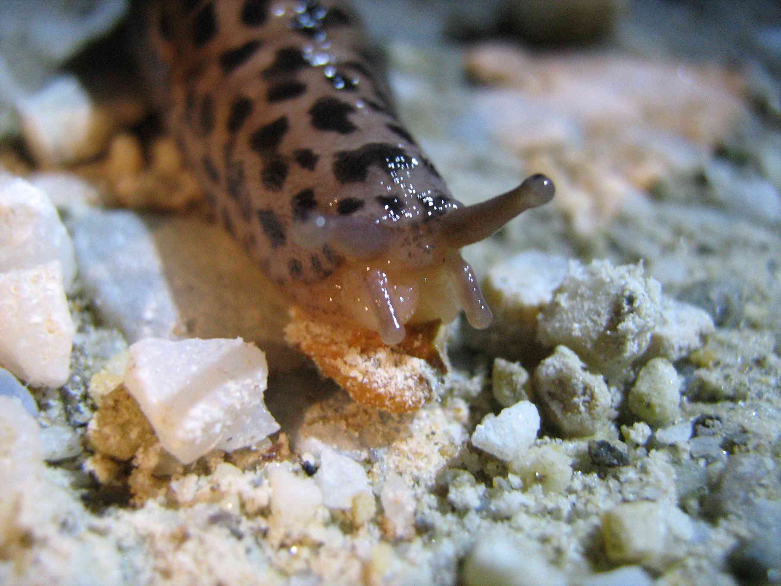 Limax maximus da Cuneo (Piemonte)