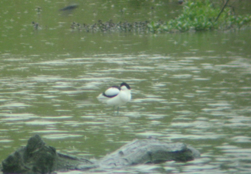 Avocetta (filmato)