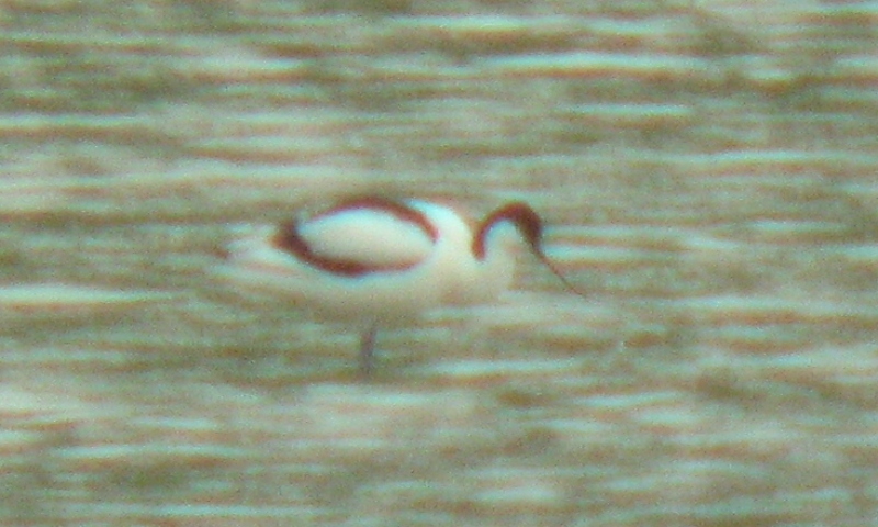 Avocetta (filmato)