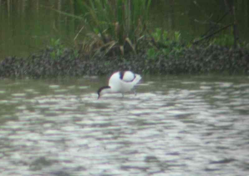 Avocetta (filmato)