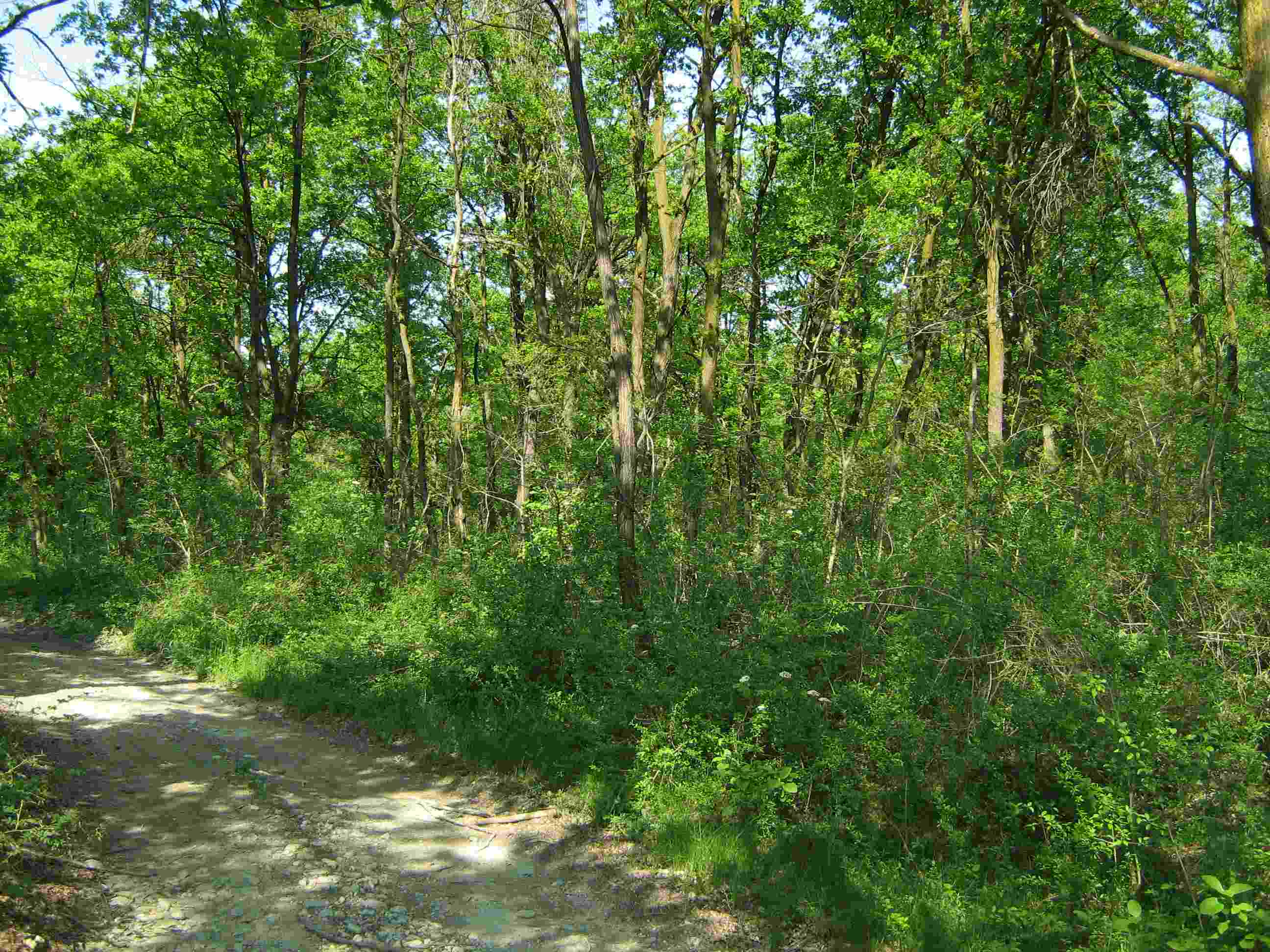 Il Bosco di S. Anselmo (con aggiornamenti)