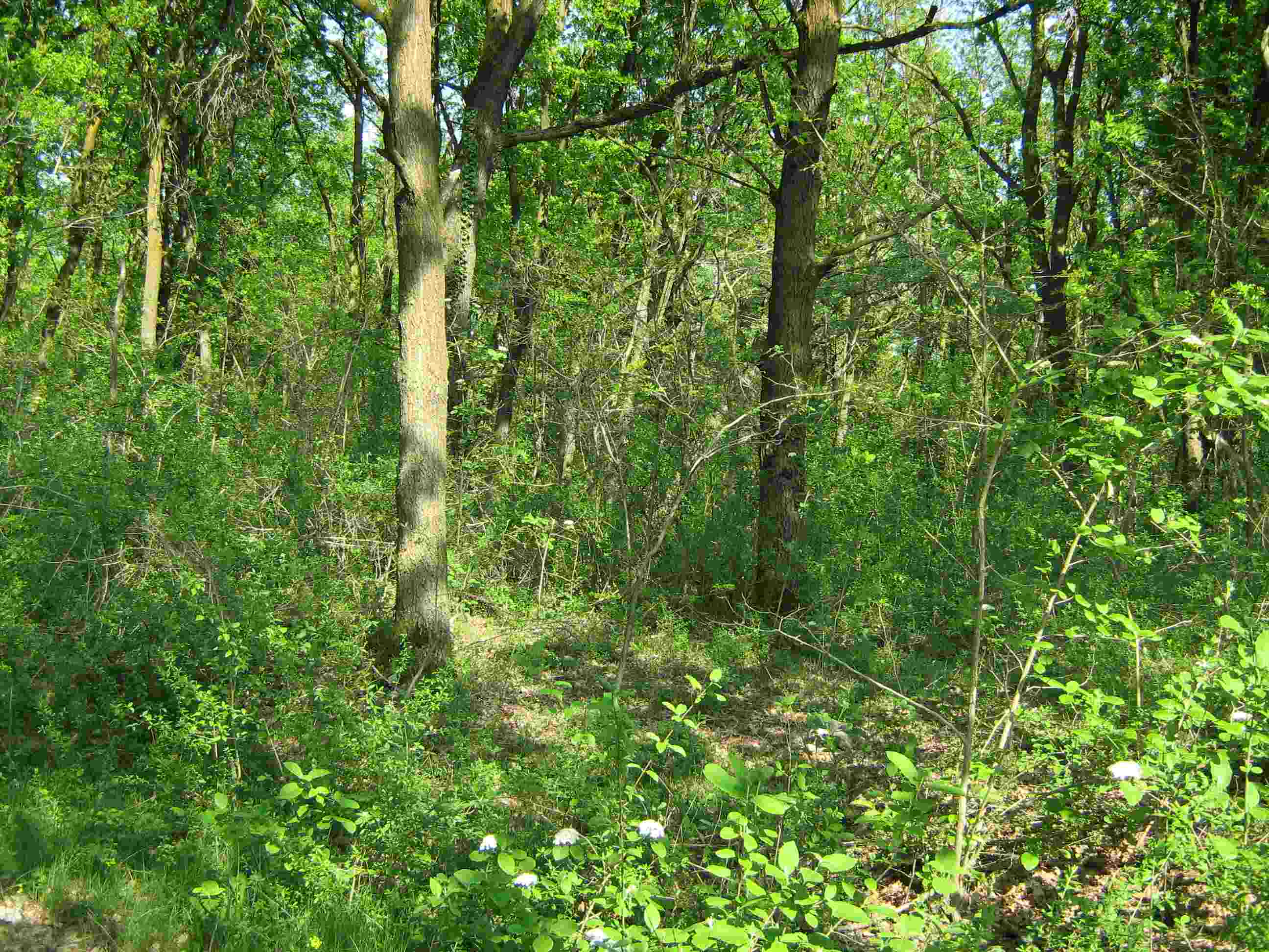 Il Bosco di S. Anselmo (con aggiornamenti)