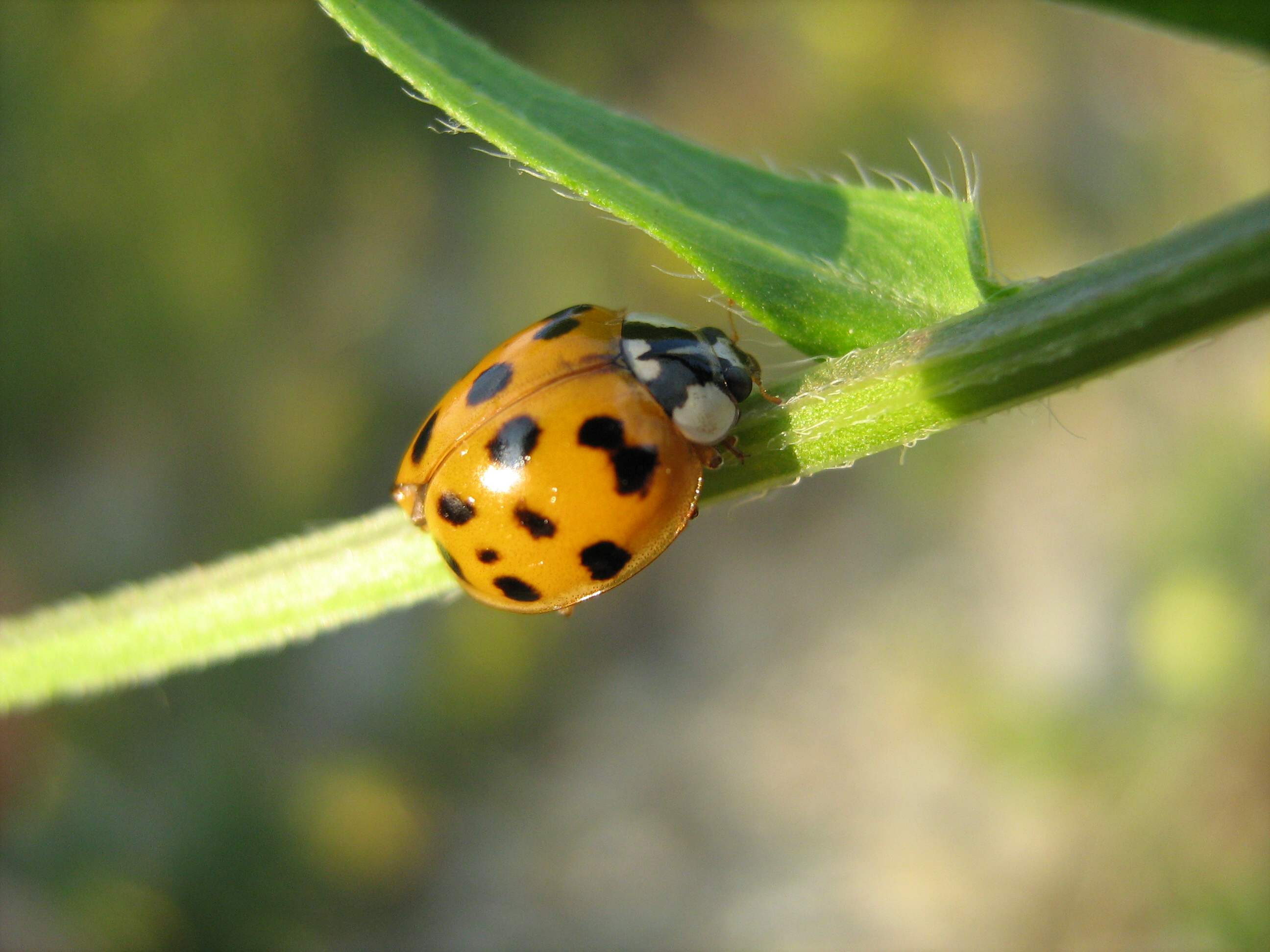 Coccinella? Harmonia axyridis