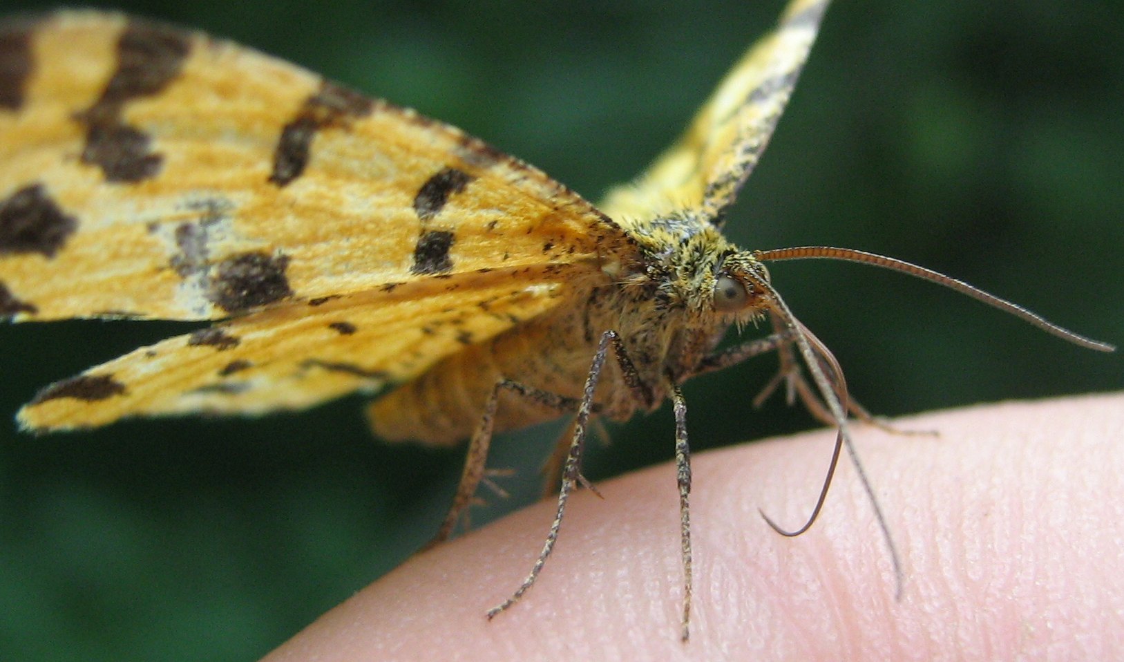 Che specie ? - Pseudopanthera  macularia