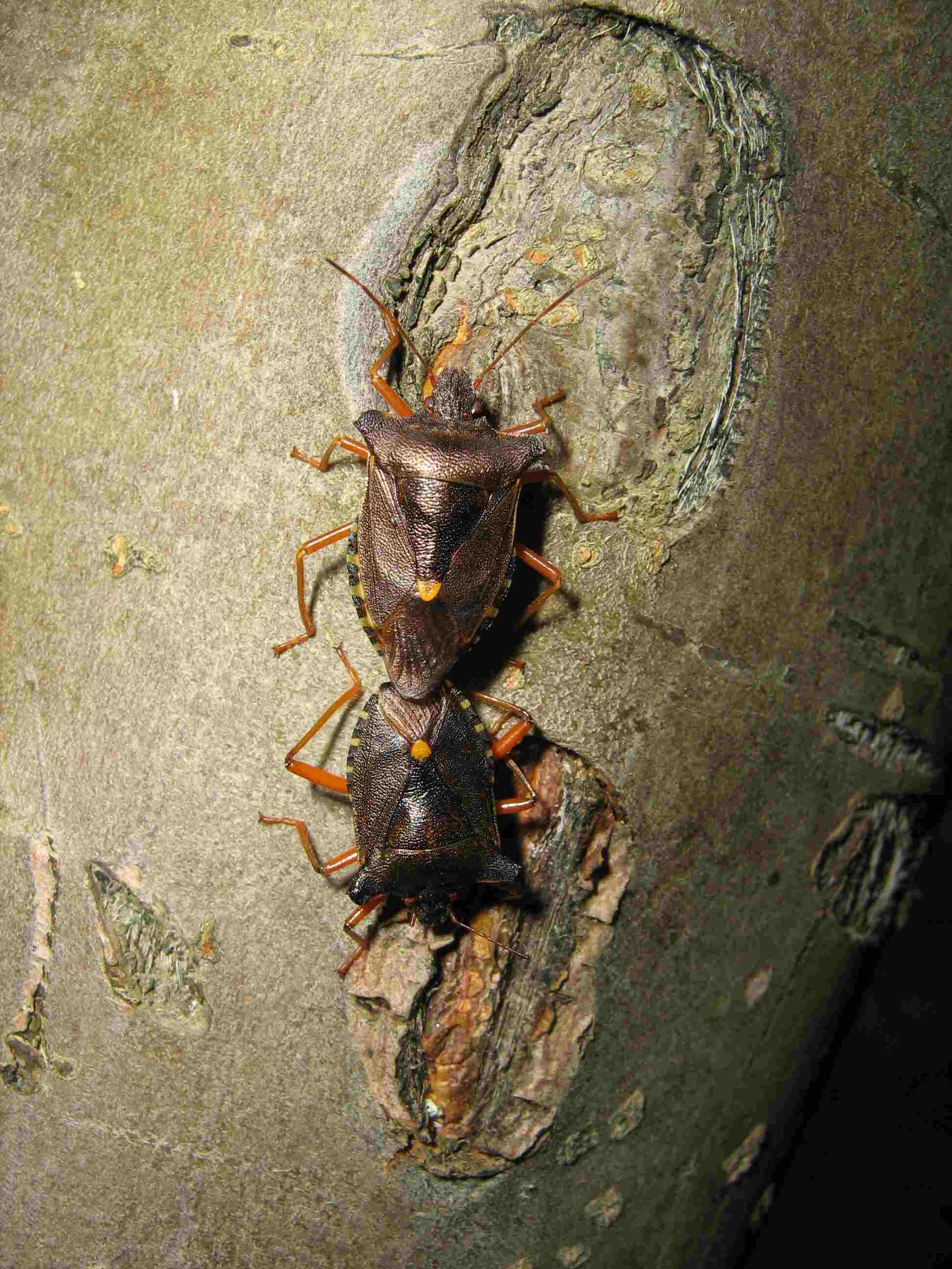 Accoppiamento di Pentatoma rufipes