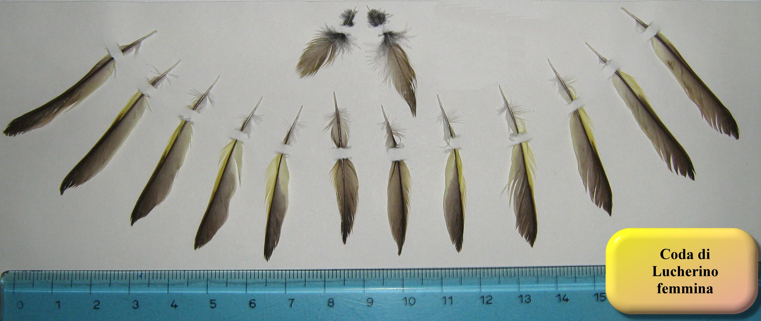 Penne e piume: Lucherino Carduelis spinus