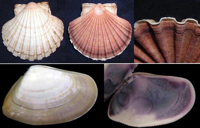 Note sui post dei molluschi da determinare