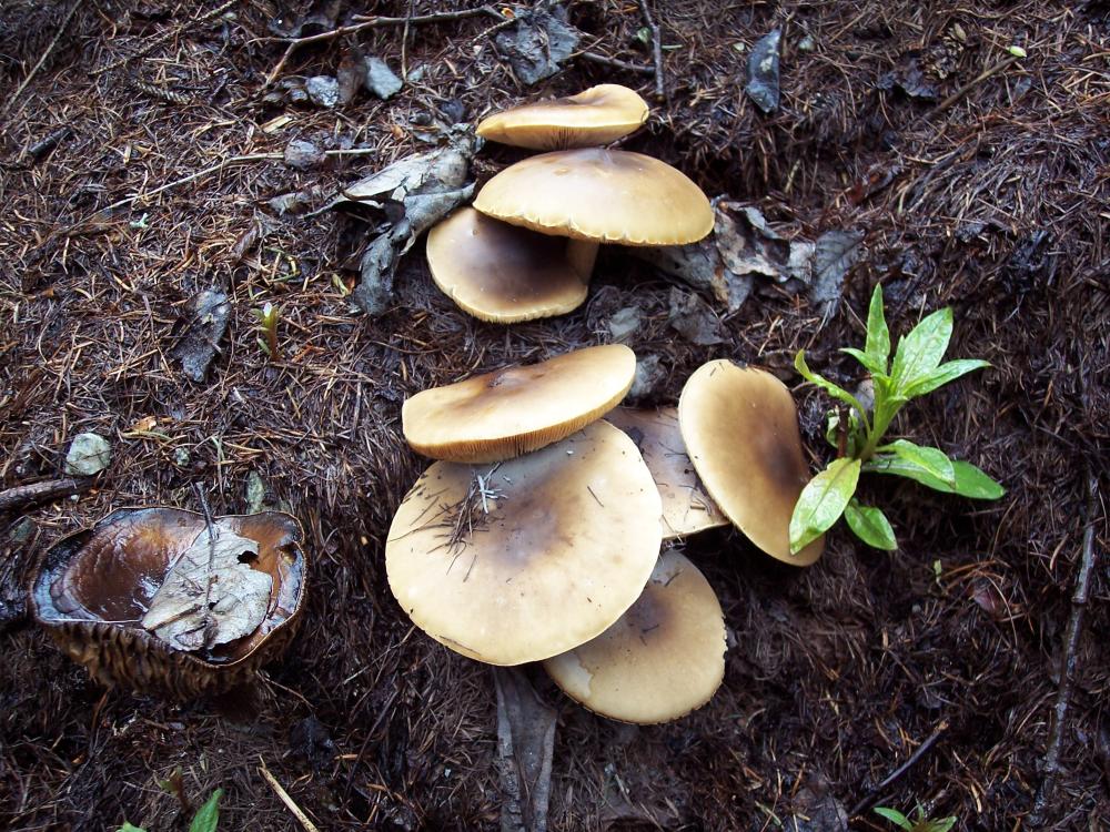 primi funghi  a Gressoney v.a.