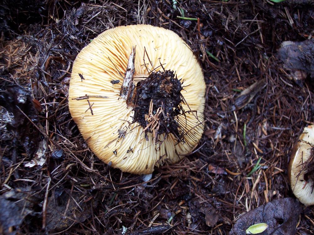 primi funghi  a Gressoney v.a.