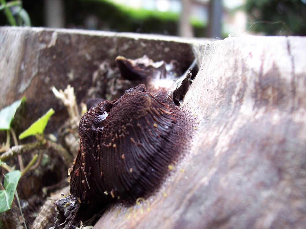 primi funghi  a Gressoney v.a.