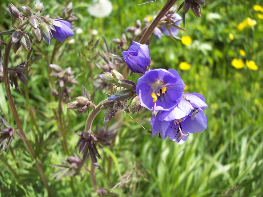 Polemonium caeruleum / Polemonio ceruleo