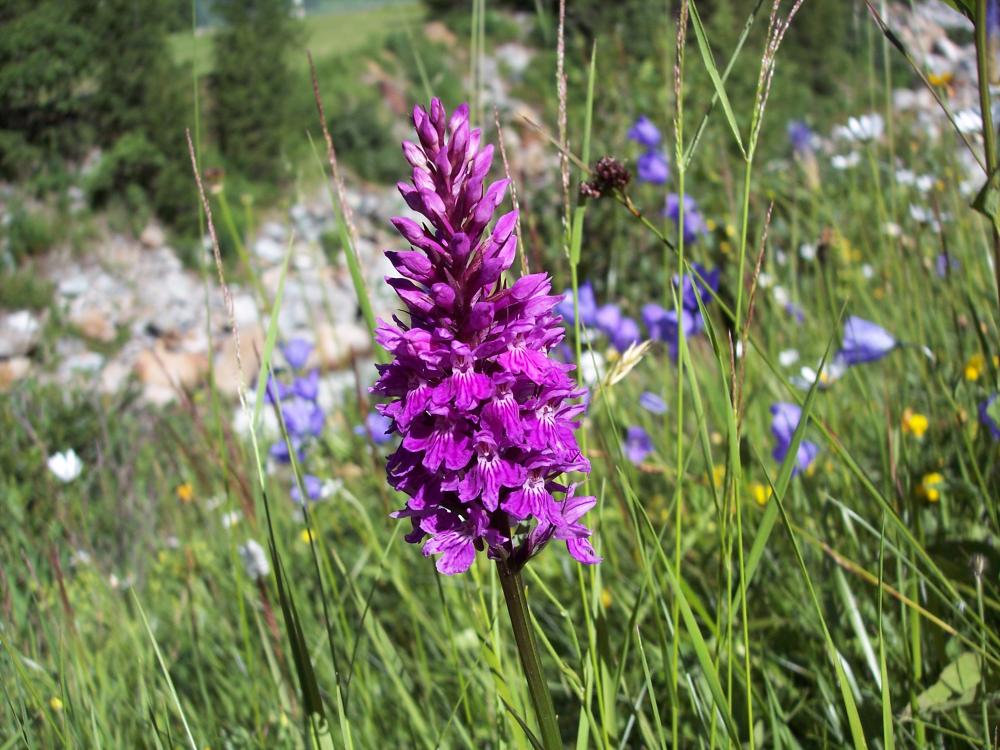 Dactylorhiza majalis ?