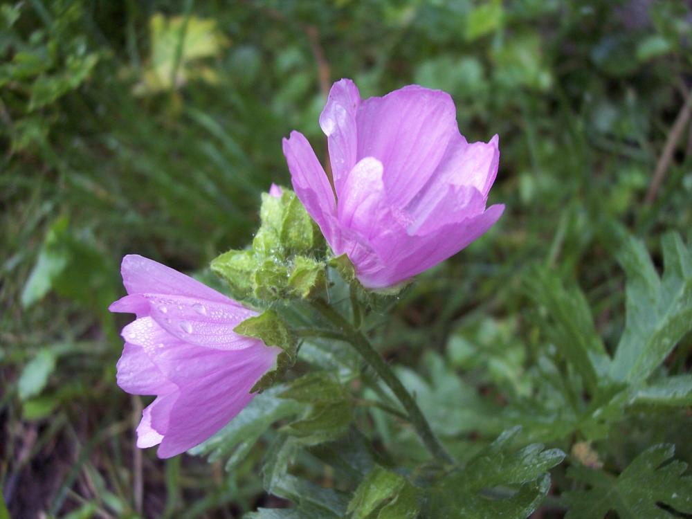 Malvacea - Althaea hirsuta