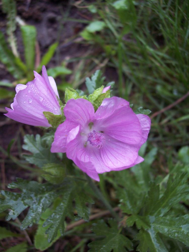 Malvacea - Althaea hirsuta