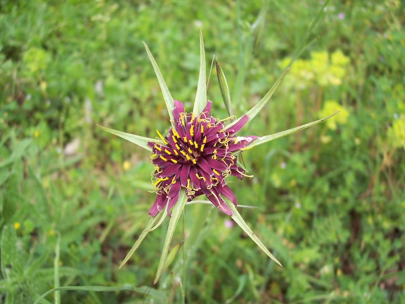 Tragopogon porrifolius / barba di becco violetta