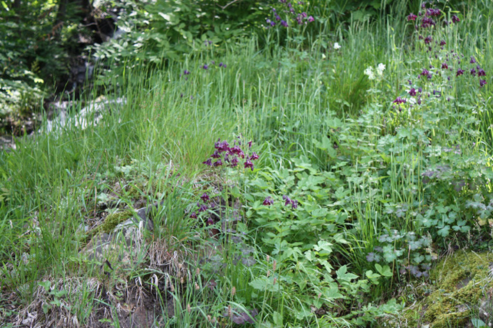 AQUILEGIE IN VALLE D''AOSTA