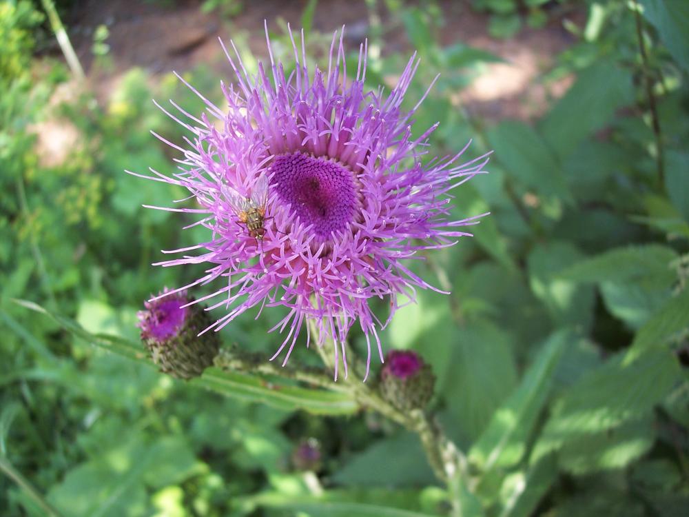 Cirsium heterophyllum / Cirsio eterofillo