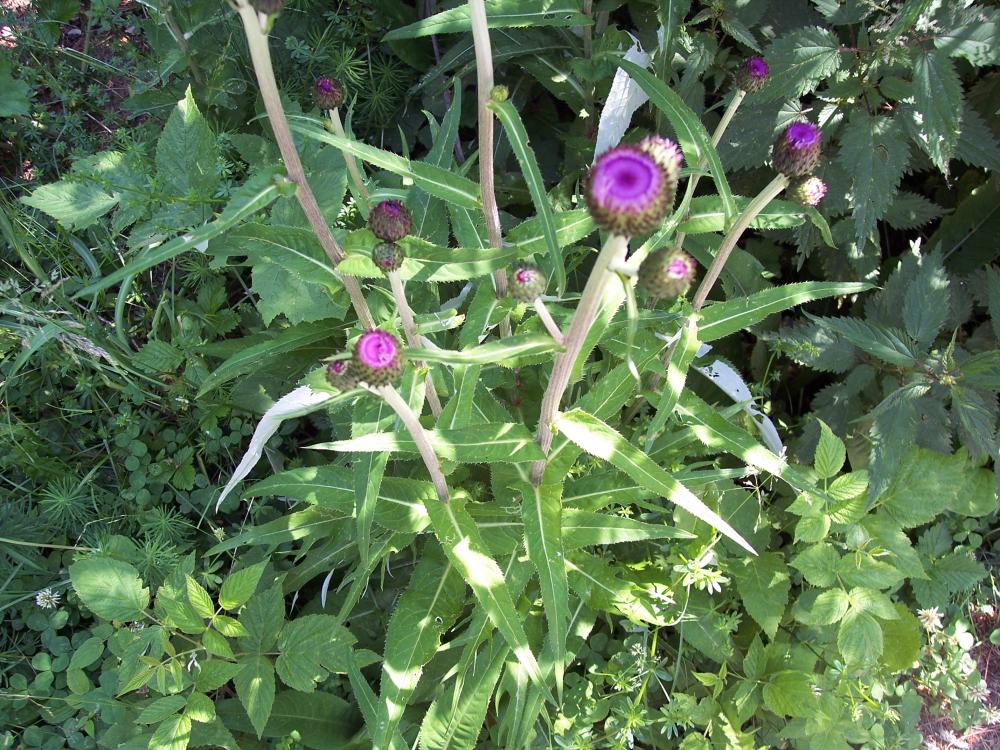 Cirsium heterophyllum / Cirsio eterofillo