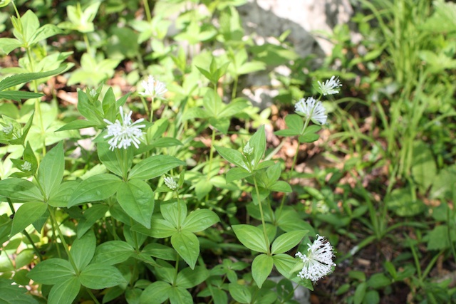 Galium? no, Asperula taurina