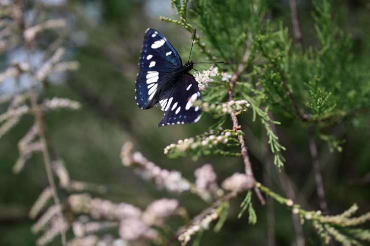 Escursione NM nella divina foresta spessa e viva