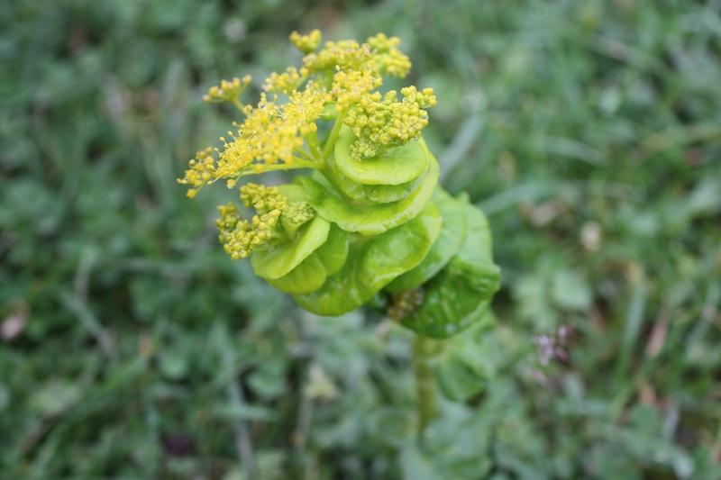 Ombrellifera - Smyrnium rotundIfolium