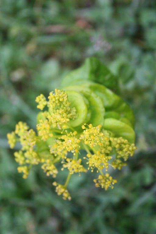 Ombrellifera - Smyrnium rotundIfolium