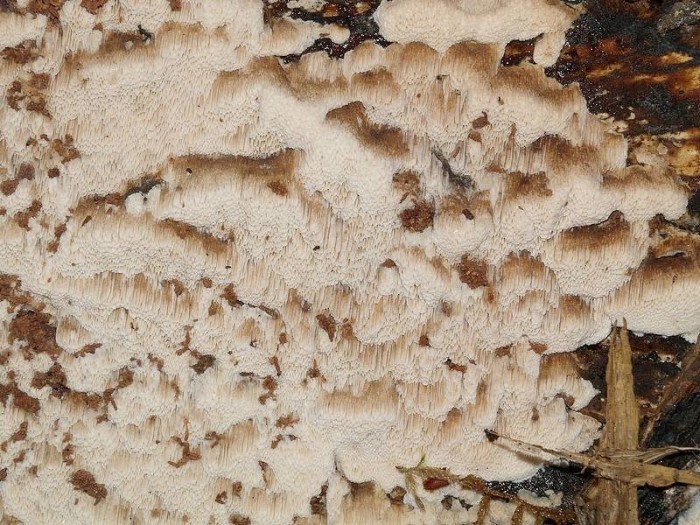 Ceriporiopsis gilvescens