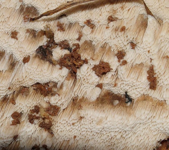 Ceriporiopsis gilvescens