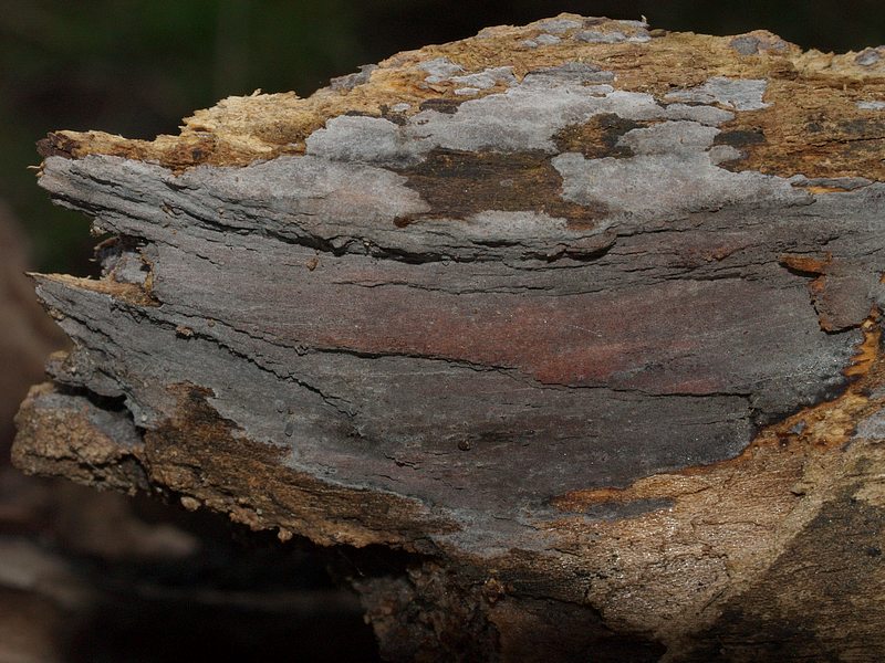 croûte grise (Peniophora lycii)