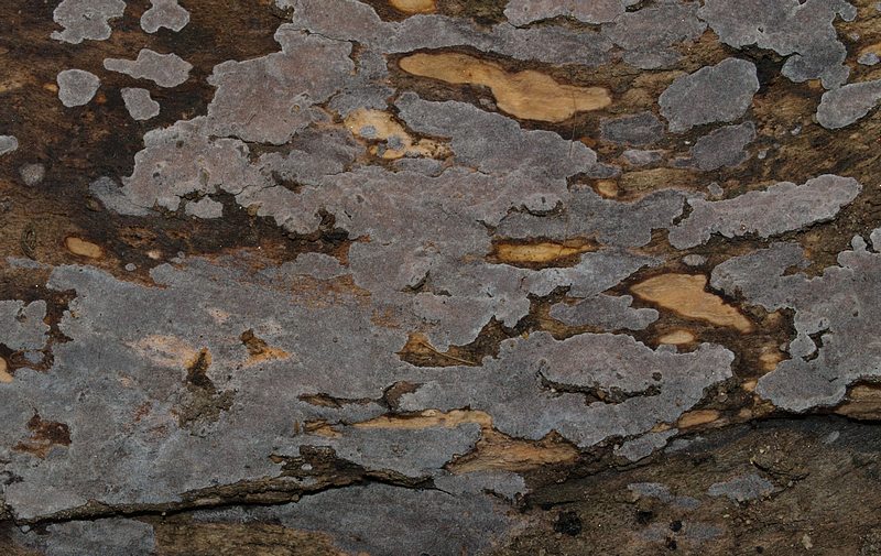 crote grise (Peniophora lycii)