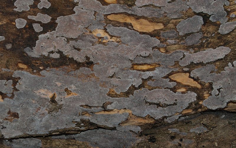 croûte grise (Peniophora lycii)