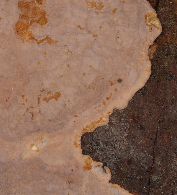 Hymenochaete (Amylostereum chailletii)