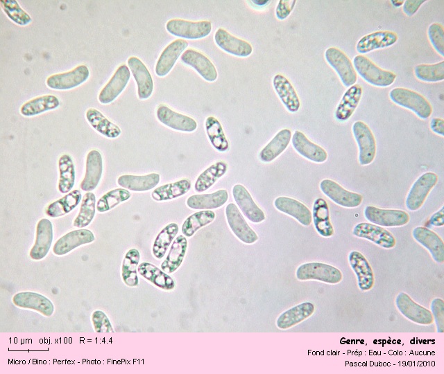 croûte grise (Peniophora lycii)