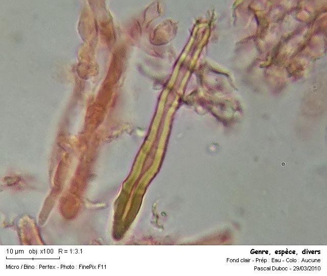 Hymenochaete (Amylostereum chailletii)