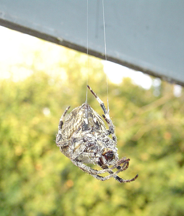 Araneus angulatus, foto e domande