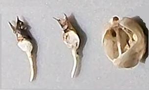 Lyrodus pedicellatus?