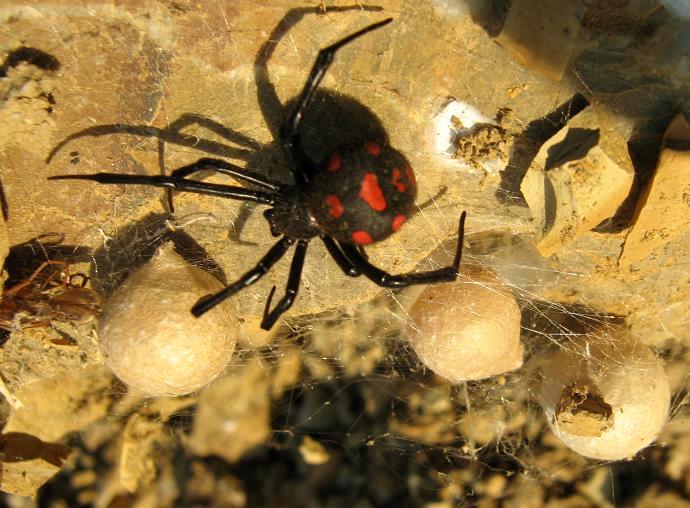 Latrodectus nel Lazio