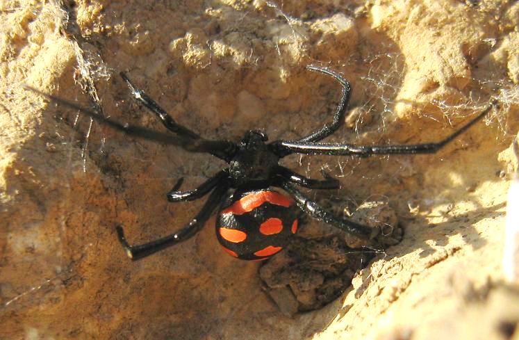 Latrodectus nel Lazio